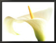 Calla on White