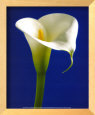 Calla on Blue I