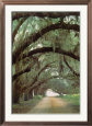 Georgian Oaks