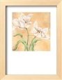 White Tulip I