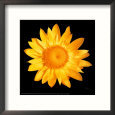 Strawflower