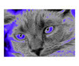 blue glow cat