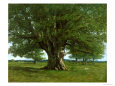 The Oak of Flagey, Called Vercingetorix