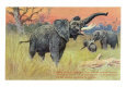 Elephants