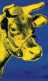Cow Yellow on Blue