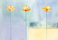 Poppy Cream II