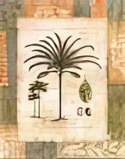 Tropical Palm I