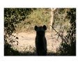 Hyena in the darkness