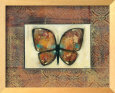 Butterfly IV
