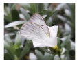 Butterfly 312