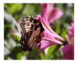 Butterfly 313 Art on the Verge Animals
