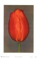 Red Tulip