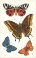 4 Butterflies