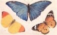 3 Butterflies