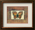 Butterfly IV