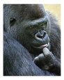 507 - The Thinker