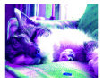 Cute Colorful Cat Photograph #2