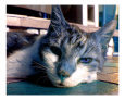 Cute Colorful Cat Photograph #4