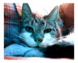 Cute Colorful Cat Photograph #13