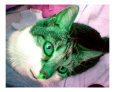 Cute Colorful Cat Photograph #14