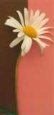 White Daisy
