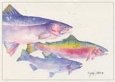 Steelhead Freshwater Fish Salmon
