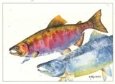 Coho Salmon Freshwater Fish Salmon