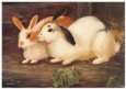Bunnies