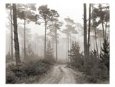 Road and Fog, Pebble Beach