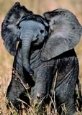 Baby Elephant Animals Elephants