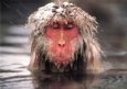 Japanese Macaque