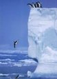 Diving Penguins