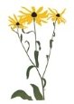 Black Eyed Susan