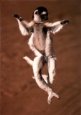 Lemur Dance