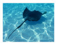 Sting Ray #1