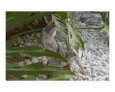 Frog on log