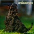 Schnauzers