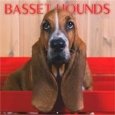 Basset Hounds