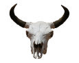 Steer Skull