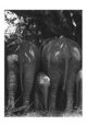Elephants