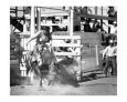 Wild West Rodeo