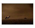 Southwest Paint Horse
