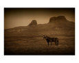 Two Horse Companion