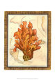 Exotic Map with Coral IV
