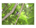 Black Capped Chickadee at Branch