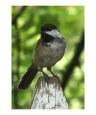Black Capped Chicadee Portrait