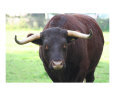 Bull