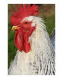 Cock