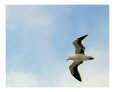 Seagull in Flight