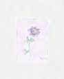 Lisianthus